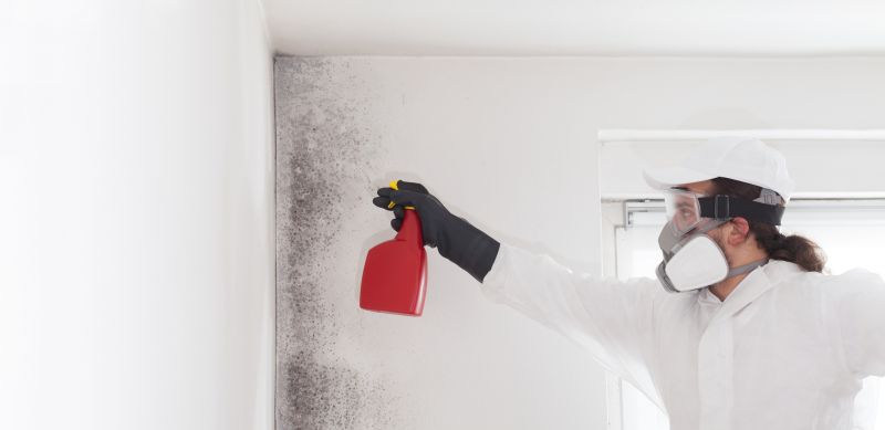 Mold Remediation Service in Boca Raton, FL