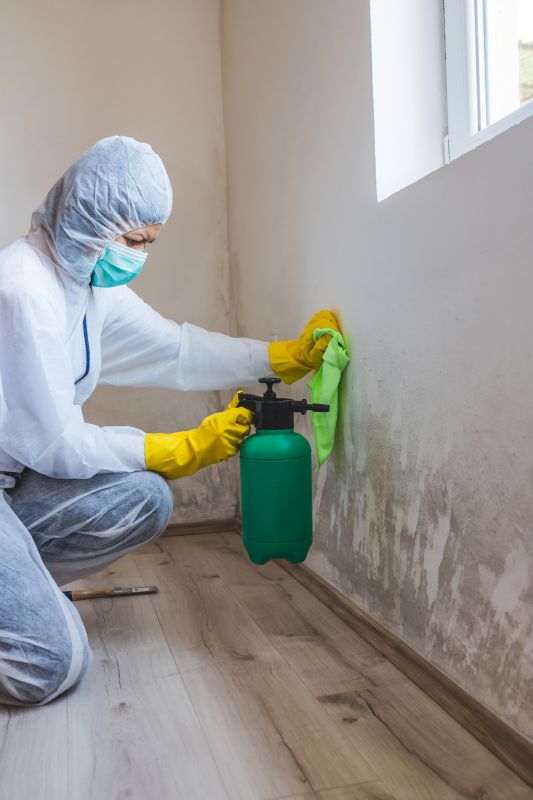 Mold Treatment Service in Frisco, TX